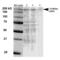 LDL Receptor Related Protein 4 antibody, 56540, QED Bioscience, Western Blot image 