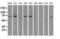 Fermitin Family Member 2 antibody, GTX84505, GeneTex, Western Blot image 
