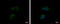 Inturned Planar Cell Polarity Protein antibody, GTX120239, GeneTex, Immunocytochemistry image 