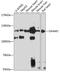 Dishevelled Associated Activator Of Morphogenesis 1 antibody, 14-704, ProSci, Western Blot image 