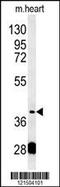 PON2 antibody, 62-040, ProSci, Western Blot image 