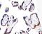 Integrin Subunit Beta 4 antibody, LS-C313400, Lifespan Biosciences, Immunohistochemistry frozen image 
