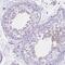 Golgin A6 Family Member B antibody, NBP2-33588, Novus Biologicals, Immunohistochemistry frozen image 