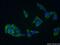 CDK5 Regulatory Subunit Associated Protein 1 Like 1 antibody, 22988-1-AP, Proteintech Group, Immunofluorescence image 