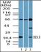 H3 Histone Family Member 3B antibody, orb96257, Biorbyt, Western Blot image 
