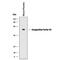 Coagulation Factor VII antibody, PA5-47475, Invitrogen Antibodies, Western Blot image 