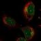 Neurobeachin antibody, NBP1-90003, Novus Biologicals, Immunocytochemistry image 