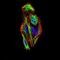 Snail Family Transcriptional Repressor 2 antibody, NBP2-52570, Novus Biologicals, Immunofluorescence image 