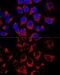 Leucine Rich Pentatricopeptide Repeat Containing antibody, GTX33302, GeneTex, Immunocytochemistry image 