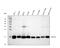 Peptidylprolyl Isomerase A antibody, A01308, Boster Biological Technology, Western Blot image 