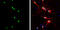 High Mobility Group Box 1 antibody, GTX628834, GeneTex, Immunocytochemistry image 