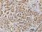 Forkhead Box A2 antibody, H00003170-M12, Novus Biologicals, Immunohistochemistry frozen image 