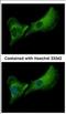 Deoxyribonuclease-2-beta antibody, NBP2-16199, Novus Biologicals, Immunocytochemistry image 