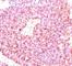 Chromogranin A antibody, V2098IHC-7ML, NSJ Bioreagents, Immunohistochemistry frozen image 