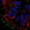 Stomatin Like 3 antibody, HPA012892, Atlas Antibodies, Immunocytochemistry image 