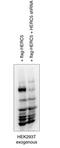 HECT And RLD Domain Containing E3 Ubiquitin Protein Ligase 5 antibody, orb325063, Biorbyt, Western Blot image 