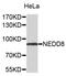 NEDD8 Ubiquitin Like Modifier antibody, abx136138, Abbexa, Western Blot image 
