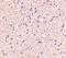 ELOVL Fatty Acid Elongase 6 antibody, ab69857, Abcam, Immunohistochemistry paraffin image 