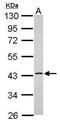 ER Lipid Raft Associated 1 antibody, PA5-31765, Invitrogen Antibodies, Western Blot image 