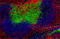 Signal Regulatory Protein Alpha antibody, 144020, BioLegend, Immunohistochemistry frozen image 