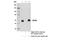 Centrosomal protein of 55 kDa antibody, 81693S, Cell Signaling Technology, Immunoprecipitation image 