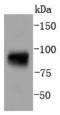 Signal Transducer And Activator Of Transcription 5A antibody, A01087Y694-1, Boster Biological Technology, Western Blot image 