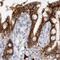 Cadherin-17 antibody, PA5-55342, Invitrogen Antibodies, Immunohistochemistry frozen image 