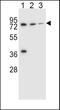 UDP Glucuronosyltransferase Family 2 Member B15 antibody, 56-381, ProSci, Western Blot image 