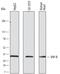 VAMP Associated Protein B And C antibody, MA5-24348, Invitrogen Antibodies, Western Blot image 