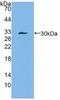 Serpin Family A Member 3 antibody, MBS2027499, MyBioSource, Western Blot image 