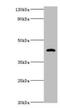 Haptoglobin antibody, CSB-PA14609A0Rb, Cusabio, Western Blot image 