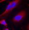 Protein Kinase D1 antibody, orb14532, Biorbyt, Immunofluorescence image 