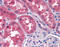 Twist Family BHLH Transcription Factor 2 antibody, 51-603, ProSci, Immunohistochemistry paraffin image 