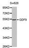 Growth Differentiation Factor 9 antibody, LS-C332233, Lifespan Biosciences, Western Blot image 