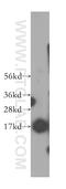 Single Stranded DNA Binding Protein 1 antibody, 12212-1-AP, Proteintech Group, Western Blot image 