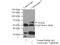 Keratin 7 antibody, 16857-1-AP, Proteintech Group, Immunoprecipitation image 