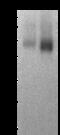 hAPN antibody, 10051-T60, Sino Biological, Western Blot image 