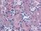 Cholecystokinin B Receptor antibody, NLS6535, Novus Biologicals, Immunohistochemistry frozen image 