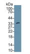 Caspase 14 antibody, LS-C698369, Lifespan Biosciences, Western Blot image 