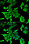 Serine Peptidase Inhibitor, Kunitz Type 2 antibody, 22-459, ProSci, Immunofluorescence image 