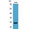 Fibroblast Growth Factor 9 antibody, LS-C386945, Lifespan Biosciences, Western Blot image 