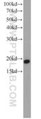 CGG Triplet Repeat Binding Protein 1 antibody, 10716-1-AP, Proteintech Group, Western Blot image 