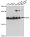 LIM Domain Only 2 antibody, A1903, ABclonal Technology, Western Blot image 