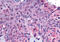 G Protein-Coupled Receptor 162 antibody, MBS243225, MyBioSource, Immunohistochemistry frozen image 