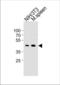 Cyclin B1 antibody, TA325137, Origene, Western Blot image 