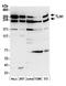 KIAA1027 antibody, A305-207A, Bethyl Labs, Western Blot image 