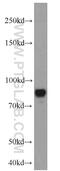 Microtubule associated protein 2ab antibody, 17490-1-AP, Proteintech Group, Western Blot image 