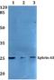 Ephrin A5 antibody, A06229, Boster Biological Technology, Western Blot image 