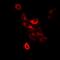 Protein Tyrosine Phosphatase Non-Receptor Type 2 antibody, orb381993, Biorbyt, Immunocytochemistry image 