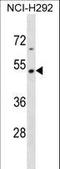 Tektin 2 antibody, LS-C157166, Lifespan Biosciences, Western Blot image 